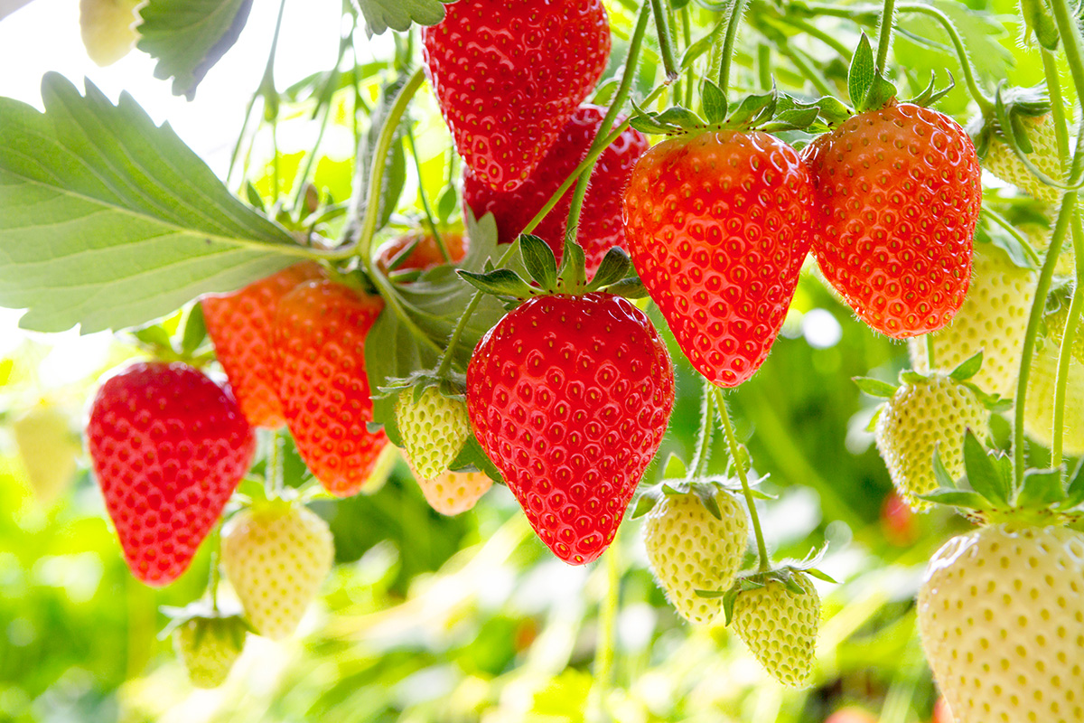 Japanese Strawberries are Sweet and Delicious, and Grown in the United