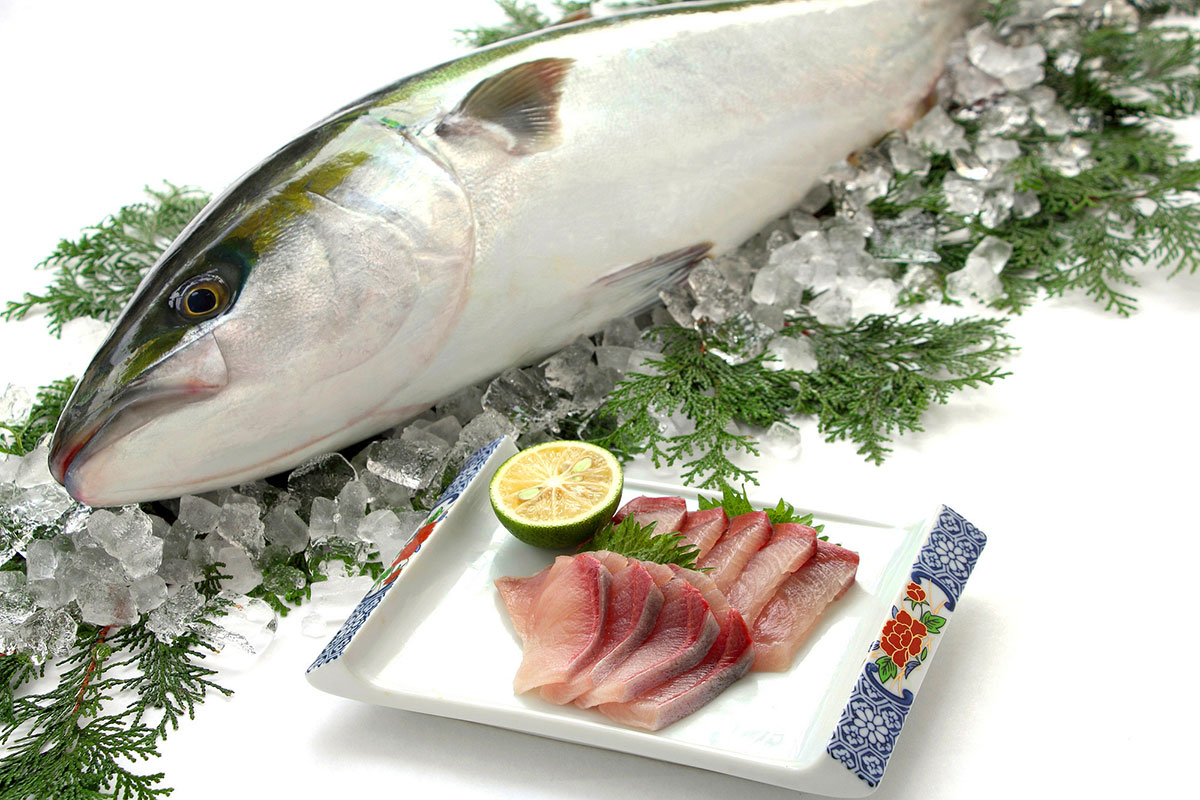 Is the Japanese Fish Buri “Yellowtail” or “Amberjack”?